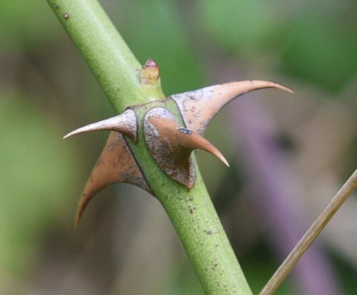 Rosa agrestis (door Jan Klinckenberg)